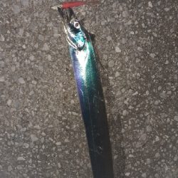 太刀魚渋いですね~