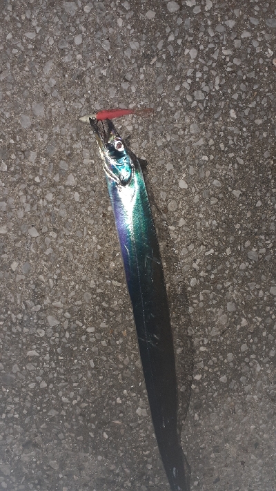 太刀魚渋いですね~