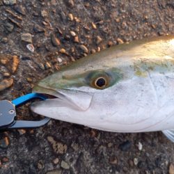 トリヤマナブラ