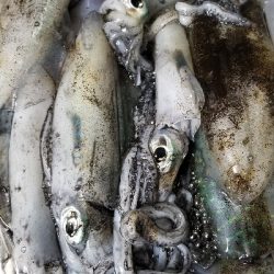 エギング　大漁