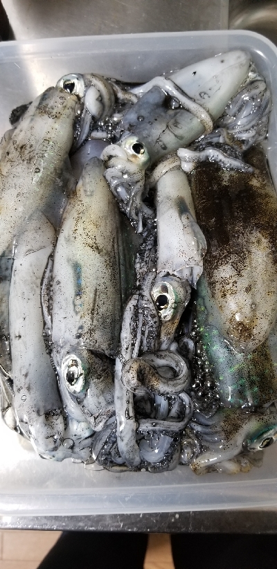 エギング　大漁