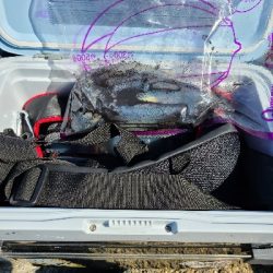 アオリ大きくなってます！