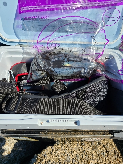 アオリ大きくなってます！