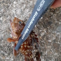 泉大津エリア、タチウオ&青物調査