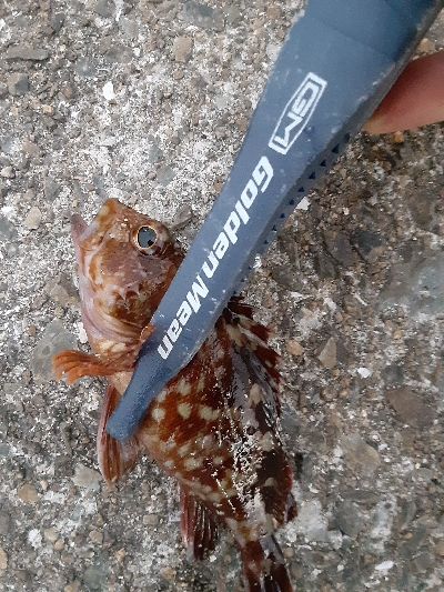 泉大津エリア、タチウオ&青物調査