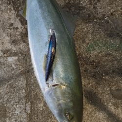 やっと青物釣れた～小さいけど