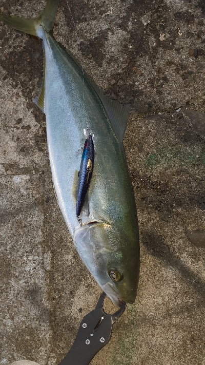 やっと青物釣れた～小さいけど
