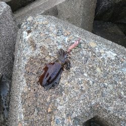 久しぶりの早朝エギング