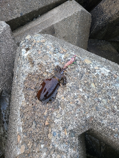 久しぶりの早朝エギング