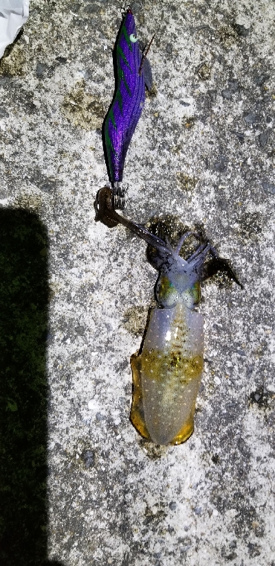 ウネリを避けて漁港内の奥へ