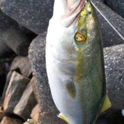 前日よりシブメでした