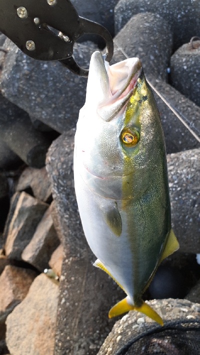 前日よりシブメでした