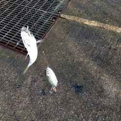 大鯖狙うも中鯖