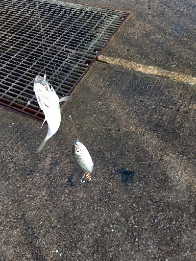 大鯖狙うも中鯖