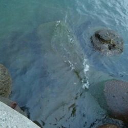 夕まずめに障泥烏賊4杯！