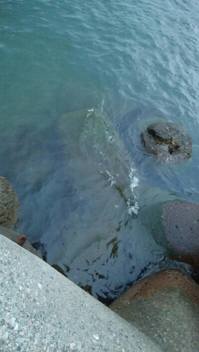 夕まずめに障泥烏賊4杯！