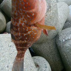 キジハタ4匹！障泥烏賊1杯！