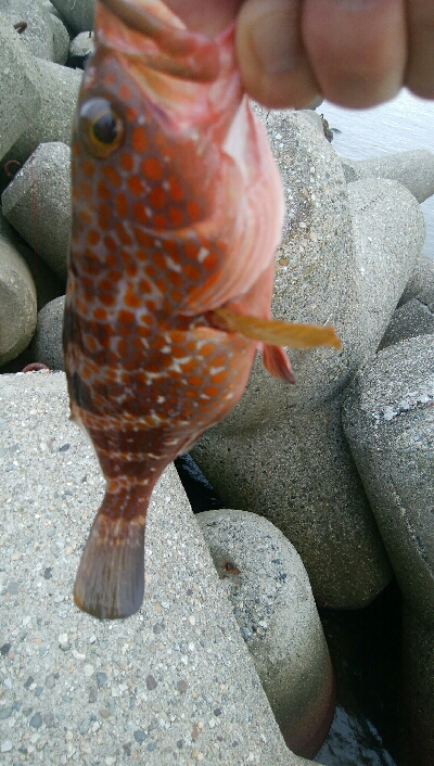 キジハタ4匹！障泥烏賊1杯！