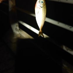 久しぶりのアジ