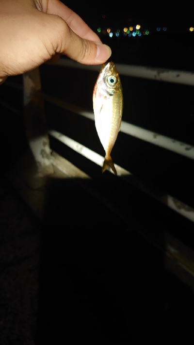 久しぶりのアジ