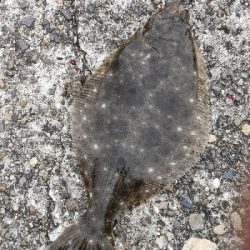 タチウオ釣りに行ったつもりが…