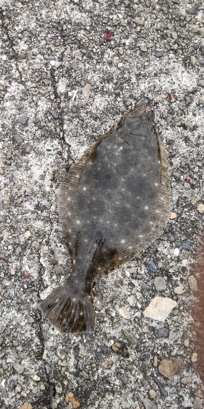 タチウオ釣りに行ったつもりが…