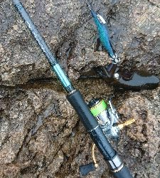 久しぶりの坂田渡船(沖磯)