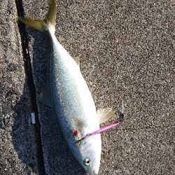 エギングしに行ったんですけど…