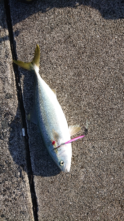 エギングしに行ったんですけど…