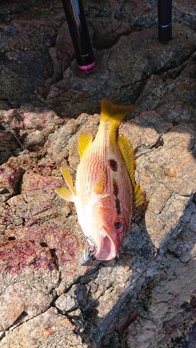 イカ不発でした( ノД`)…