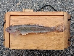 ハゼちょい投げ苦戦