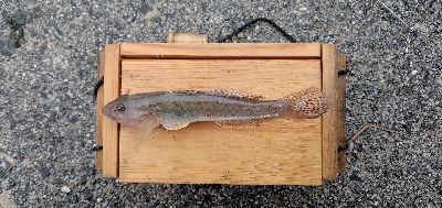 ハゼちょい投げ苦戦