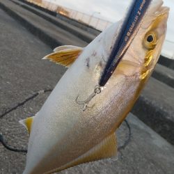 シーバスとシオ!