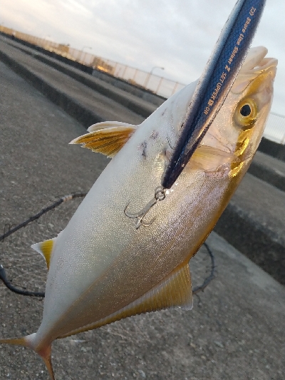 シーバスとシオ！