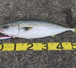 真っ昼間に高活性