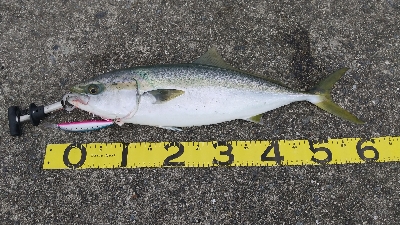 真っ昼間に高活性