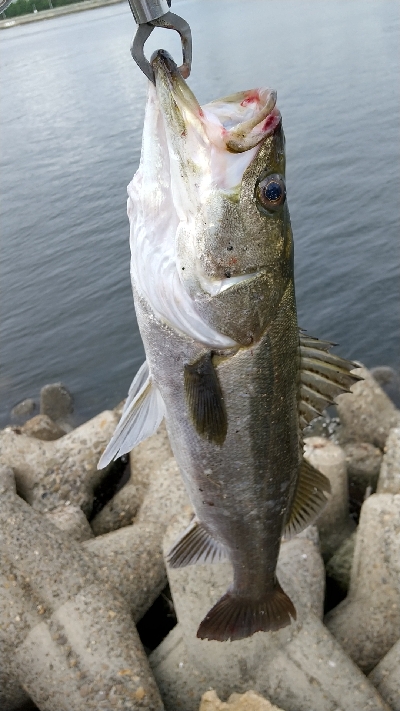 まぐれの1本‼️…