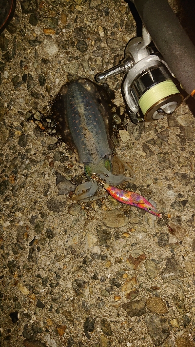 アジング、のち、エギング