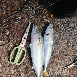 サバの刺身を食べたかったのですが…