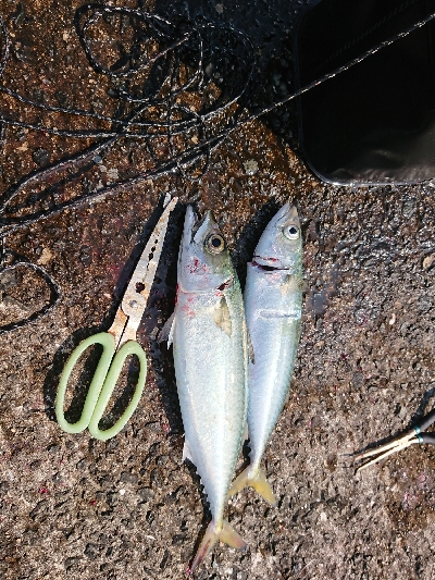 サバの刺身を食べたかったのですが…