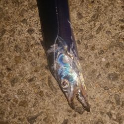 お疲れ釣行