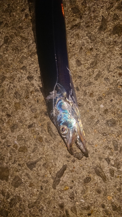 お疲れ釣行