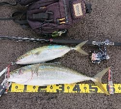 青物は釣れる時に釣らんとね