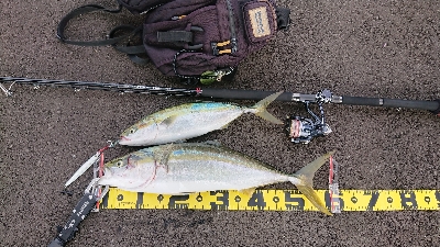 青物は釣れる時に釣らんとね