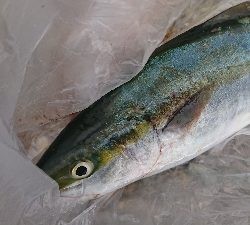 ゼブラグロー大好き