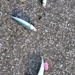 夕マズメの時合