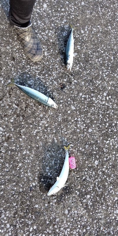 夕マズメの時合