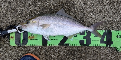 ネイゴが出た！