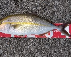 夕マズメにネイゴ(カンパチ)