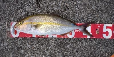 夕マズメにネイゴ(カンパチ)